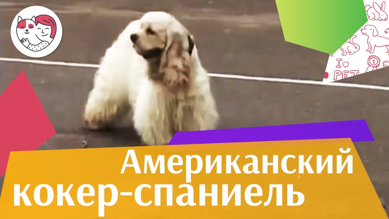 Американский кокер спаниель Основные характеристики на iLikePet
