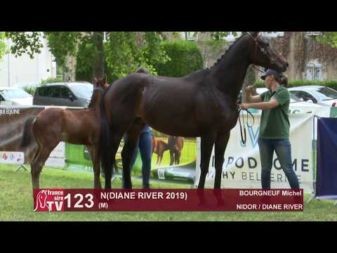 Sprinter Sacré Show 2019 : Lot 123 - N 19 DIANE RIVER
