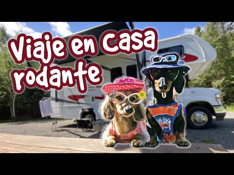 Perros salchichas en alocadas vacaciones