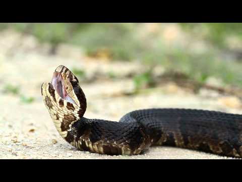Cottonmouth / Water Moccasin (Agkistrodon piscivorus)