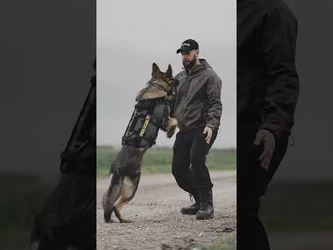 اخطر 3 كلاب في العالم #shorts