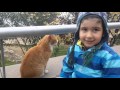 Kedi Saldırısı Cat Attack