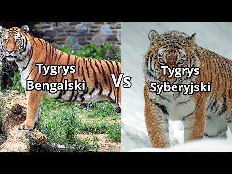 tygrys bengalski vs tygrys syberyjski