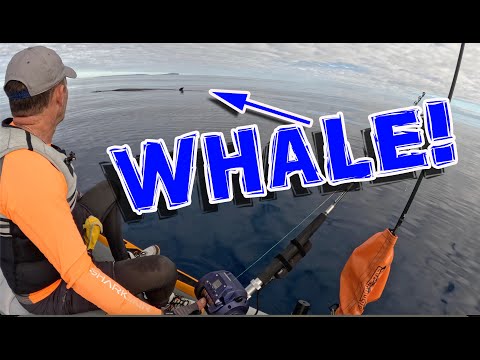 Glass jetski ride miles offshore amongst whales, dolphins & catching deepwater fish with Andrew Hill