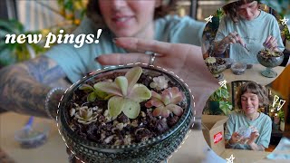 my pinguicula wishlist is completed ✅  chlorophiles unboxing!! 💌🌸