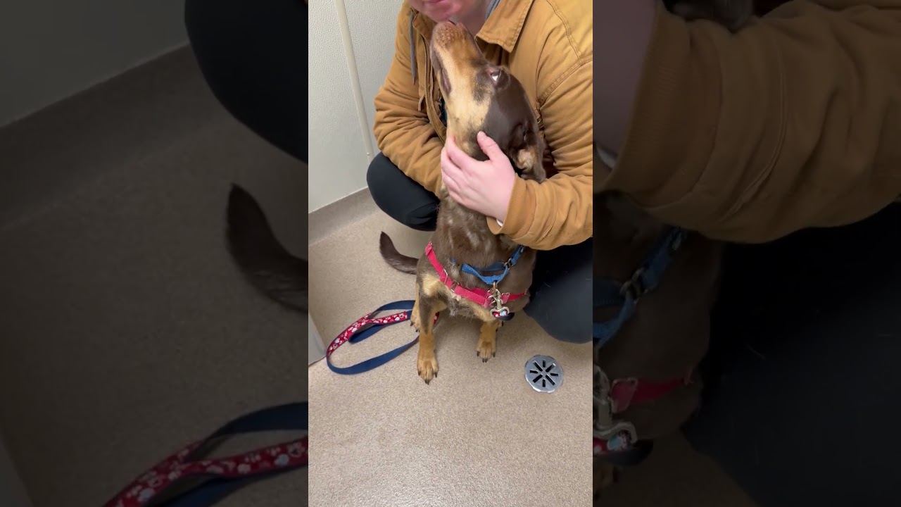 Enlarge Annie-Gentle, loving soul, a ADOPTABLE mixed breed in Oshkosh, WI video 5/6