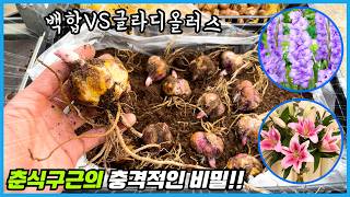 90%가 모르는 백합을 깊게 심어야하는 충격적인 이유!! 백합VS글라디올러스 춘식구근 대결!!