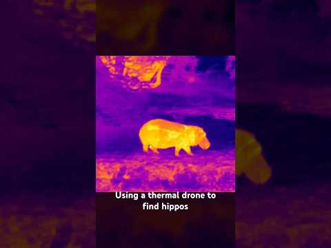 Finding Pablo Escobar’s Cocaine Hippos