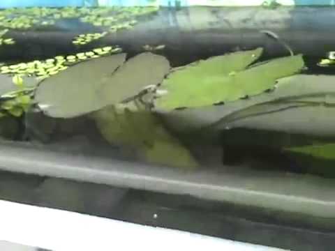 Swimming With Red Belly Piranhas - River Monsters