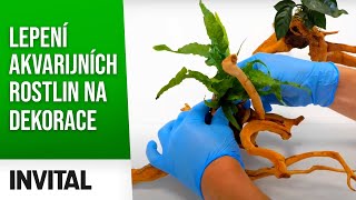 INVITAL Plant Glue - lepidlo na rastliny a machy