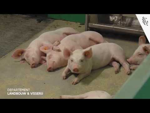 , title : 'Externe bioveiligheid op varkensbedrijven'