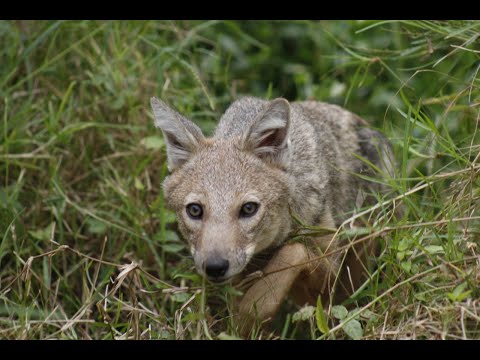 New residents at our Zululand Wildlife rehab centre