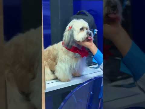 Visita perruna en Megacubiertas