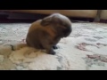 Baby Bunny Looking For Cuddles