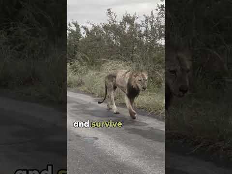 The Old Lion's Fate  #lion #lions #nature #africa #africanlionsafari #safari #savannah