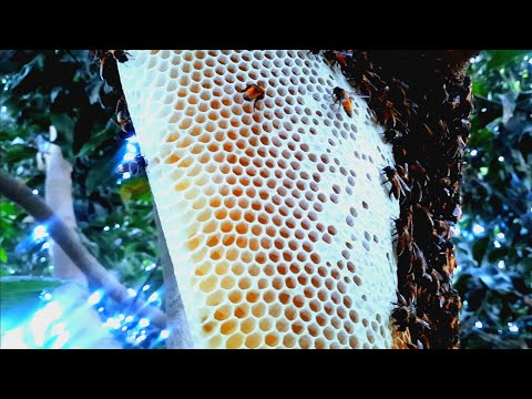 wild honey harvesting satisfying compilation || wild honey harvesting satisfying video