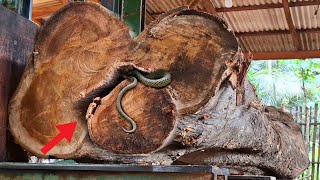 surprising branching teak log from burial ground while being sawed at sawmill