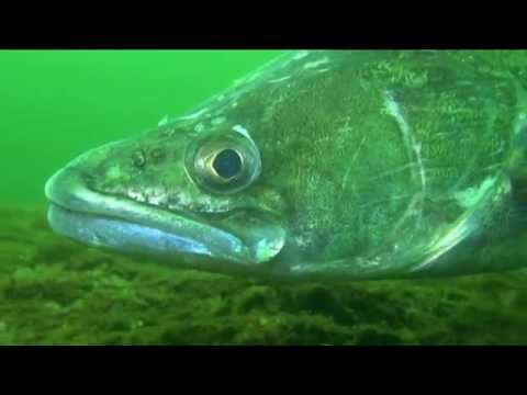 Tauchen Wuppertalsperre Sommer 2014, Wuppertalsperre Kräwinklerbrücke Nord,Nordrhein-Westfalen,Deutschland