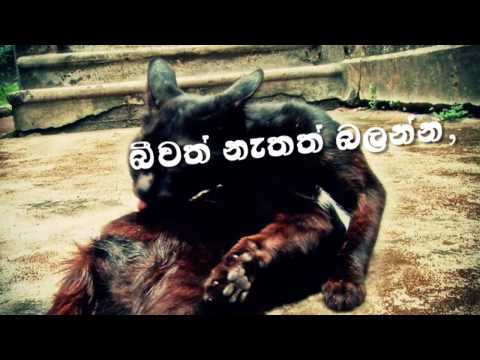 Rajitha and Rakith (RnR) -  Pawee Yawee Trailer 1