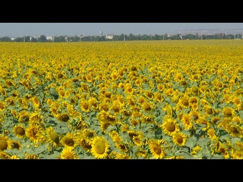 Главный медонос подсолнух - вокруг товарной пасики