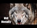 Inside the Wolf Mind - Wolf Mentality ||  Nature Documentary
