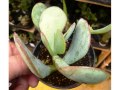 Plants Of The Yards Of South West Florida Plants With The Letters Q R And S