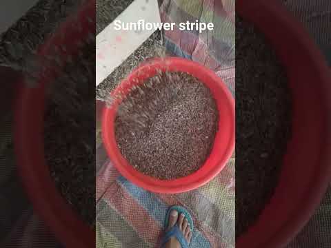 Dried black sunflower seeds stripped, pp bag, packaging size...