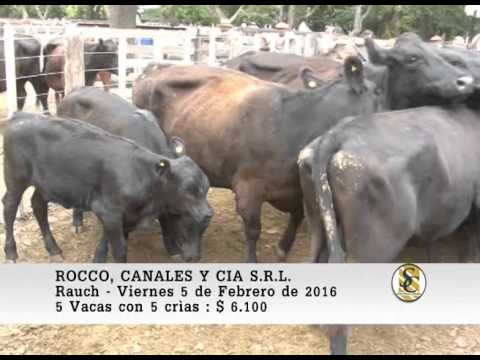 05-02-16 Venta de Vacas con crìa - Rocco, Canales y Cia S.R.L. - Rauch.