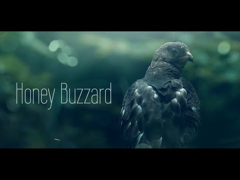 Honey Buzzard