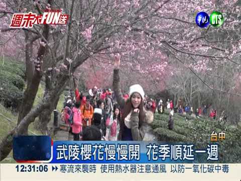 把握最後一週! 武陵賞櫻要趁早