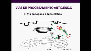 Introducción a la inmunología humana - Clase 6: PROCESAMIENTO ANTIGÉNICO, CÉLULAS DENDRÍTICAS