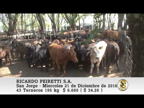 21-12-16 Venta de Machos - Ricardo Peiretti S.A. - San Jorge.
