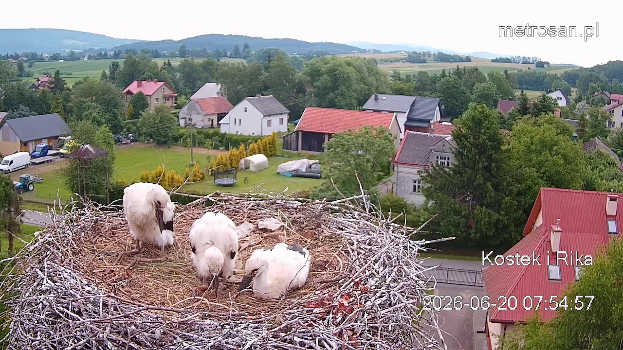 Live webcam view of White Stork Nest in Kostarowce