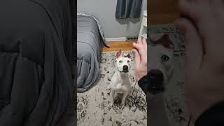 Video preview image #1 American Pit Bull Terrier-Dalmatian Mix Puppy For Sale in Westmont, IL, USA