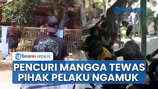 Pencuri Mangga di Kaltim Tewas usai Jatuh dari Pohon, Keluarga Ngamuk Rusak Rumah Korban