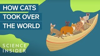 How Domestic Cats Spread Around The World