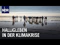 Hallig Oland und der Meeresspiegel | die nordstory | NDR Doku