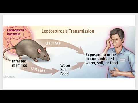 Bacterial Diseases of the Urinary and Reproductive Systems | BIO 220