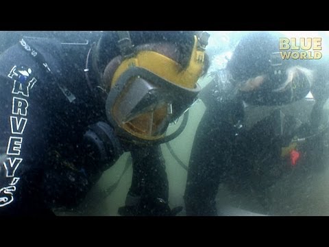 Jonathan Bird's Blue World: Blackbeard's Shipwreck