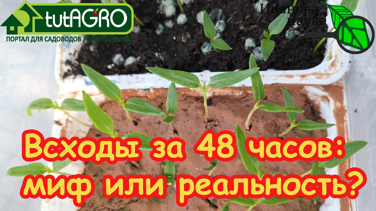 Вот почему они НЕ ВСХОДЯТ! 🌶️ 4 фатальные ошибки при посеве семян и как их ис