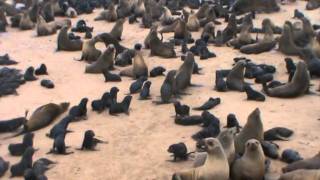 preview picture of video 'Cape Cross Seal Reserve'
