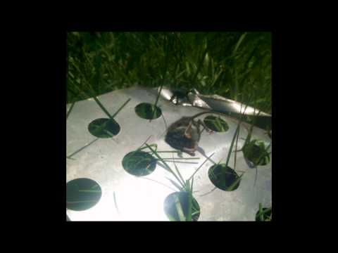 Lil Ugly Mane - oblivion access (partial condensed preview)