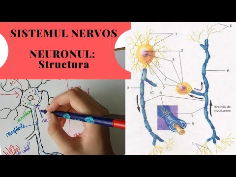 ADMITERE MEDICINA: SISTEMUL NERVOS 1- NEURONUL: Structura