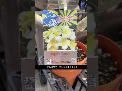 園芸 ティブーシン、スパイダーフラワー