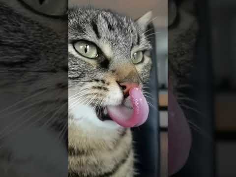 How The Cat's Tongue Works