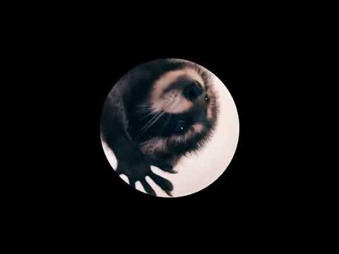 Pedro Pedro Pedro (Techno Remix Extended) TikTok Raccoon Dancing