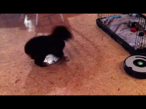 User submitted video