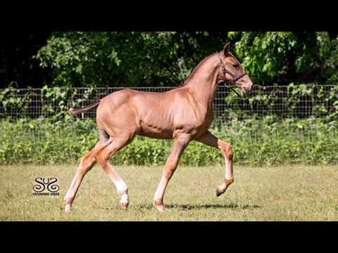 Furioso EAS - 2017 PRE Andalusian Colt for Sale