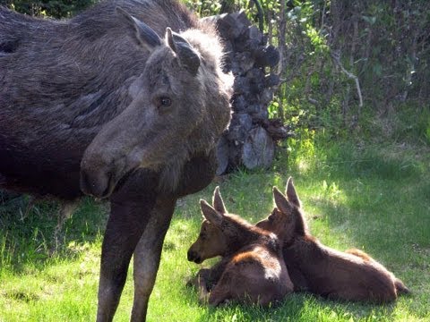 Twin Baby Moose in Sprinkler - more footage, no music
