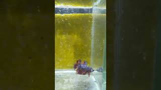 Download lagu korban wik wik mp3